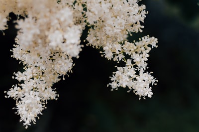 白花的选择性聚焦摄影